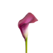 Каллы